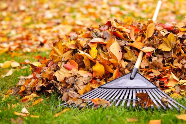 Cost of Leaves Removal in Palm Desert