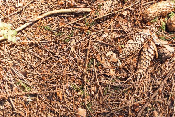 Cost of Pine Needles Removal in Palm Desert