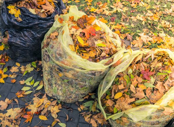 Yard Cleanup Service in Palm Desert