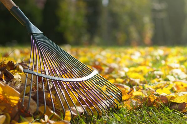 Leaf Raking Service in Palm Desert