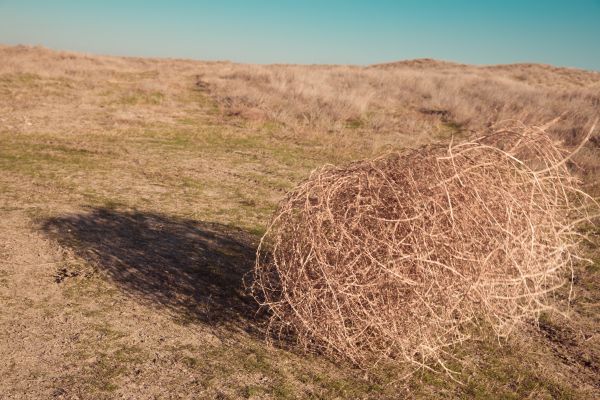 Tumbleweed Removal in Palm Desert