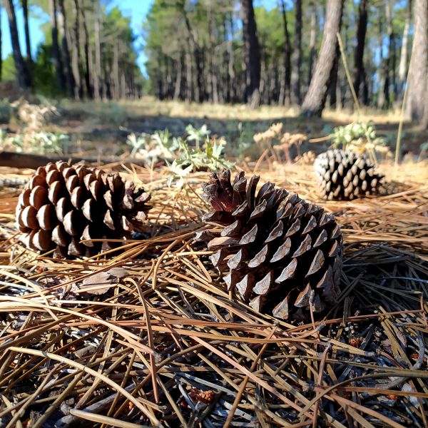 Cost of Pine Cone Removal in Palm Desert