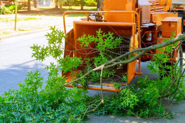 Tree Branches Removal in Palm Desert