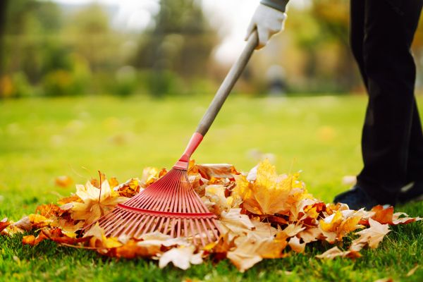 Cost of Ditch Leaf Removal in Palm Desert