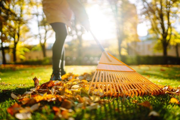 Leaves Raking in Palm Desert
