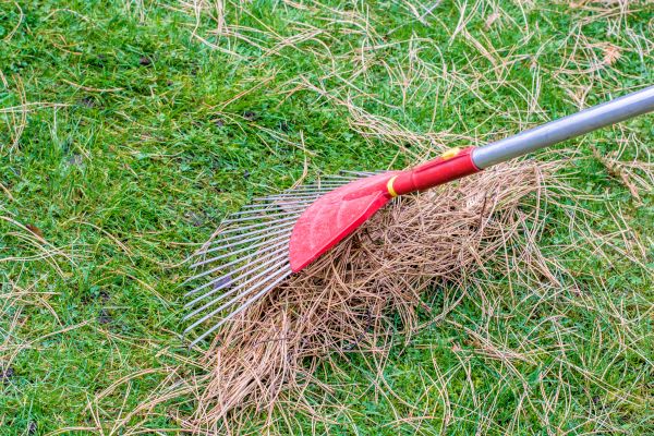 Yard Raking in Palm Desert
