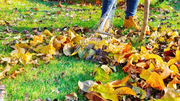 Lawn Cleanup Service in Palm Desert