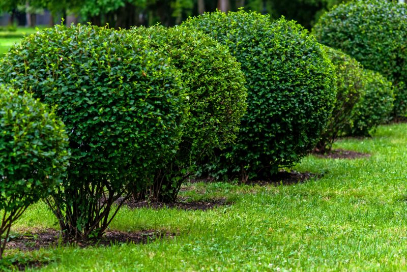 Pruned Shrubs and Bushes