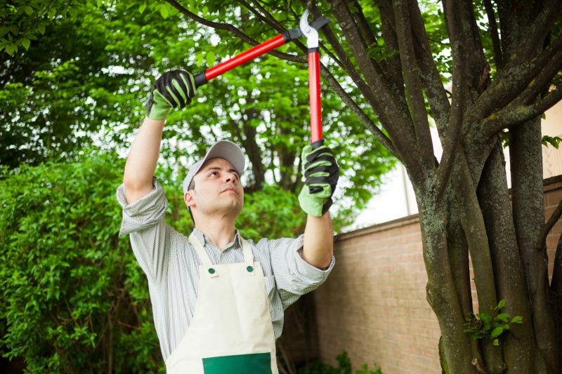Tree and Shrub Care Specialists